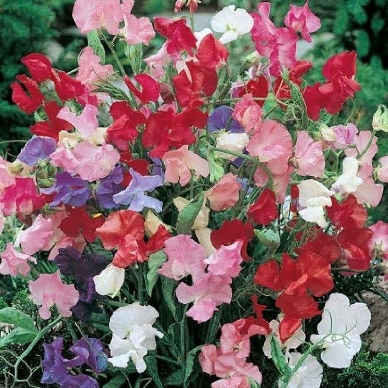 CYBEXIS Little Sweetheart Sweet Pea Mixture, Lathyrus odoratus Seed  (1 g)