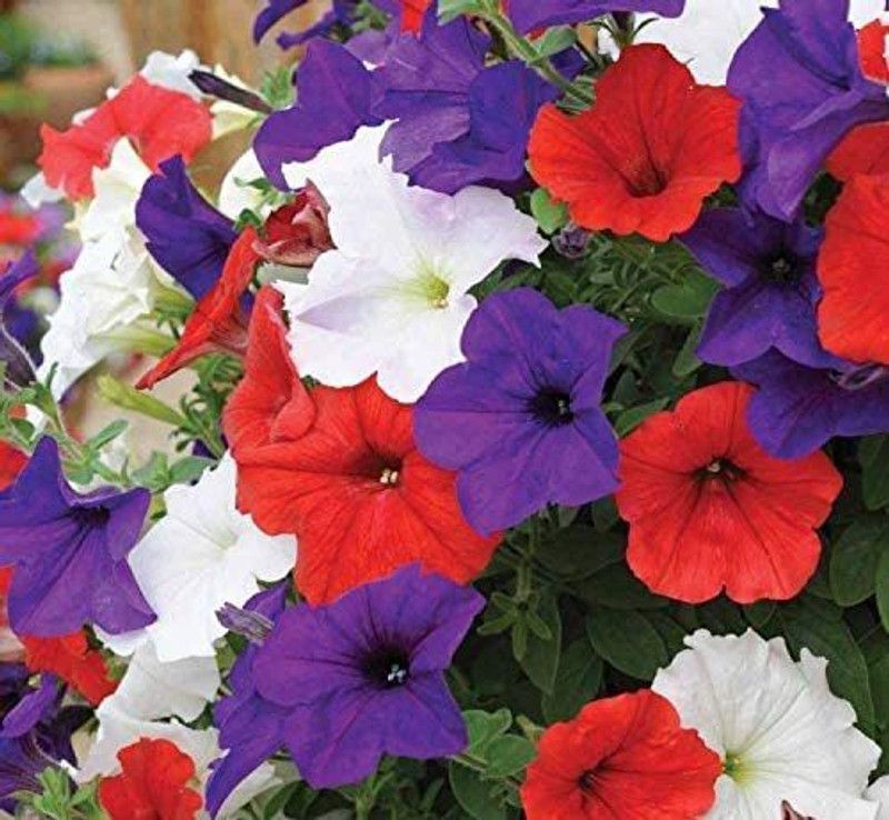 CYBEXIS Petunia Triumph Rainbow Mix Indoor Hanging Annual Flowers Non GMO Seeds Seed  (50 per packet)