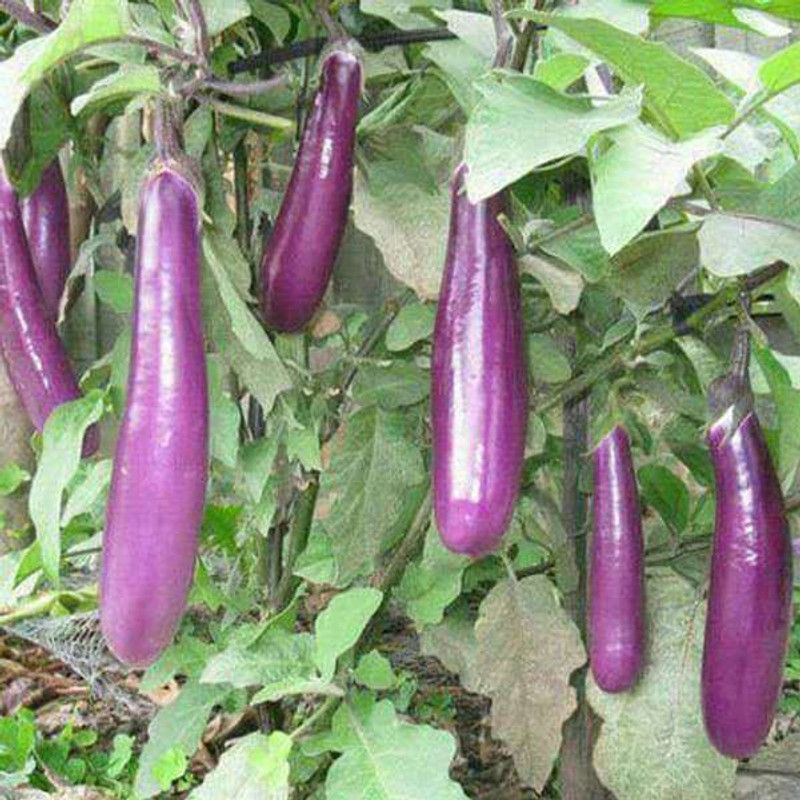 Paudha Brinjal Purple Long Seed  (48 per packet)