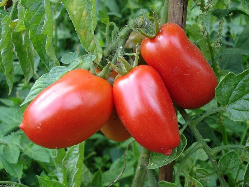 WILLVINE GUA-1001 San Marzano Tomato Seeds Seed  (200 per packet)
