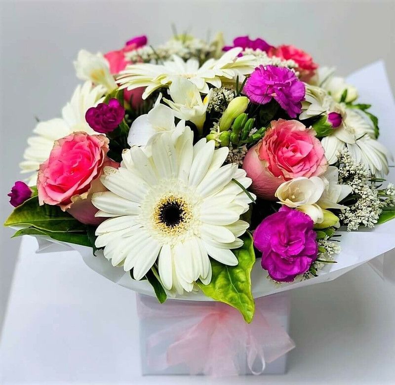 Nodoc Exotic gerbera Seed  (45 per packet)