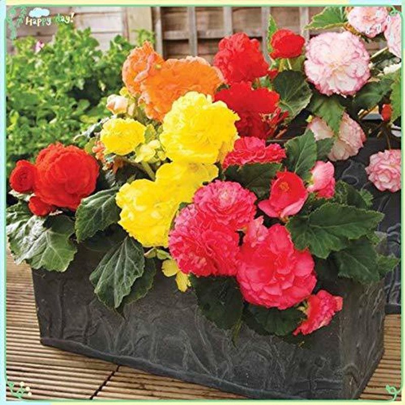 XOLDA Begonia Flower Seed  (45 per packet)