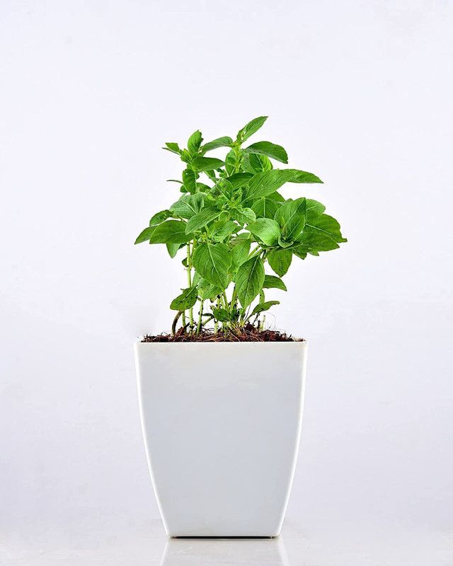 Unlimitedgreens Pepper Plant  (Pack of 1)