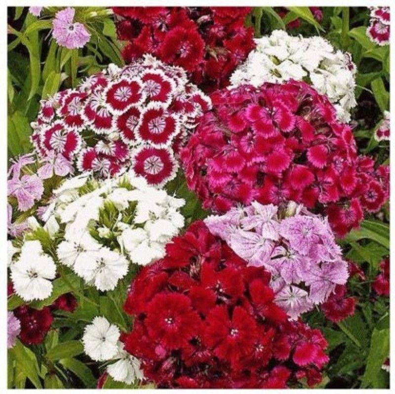 Mozette Sweet william flower Seed  (50 per packet)