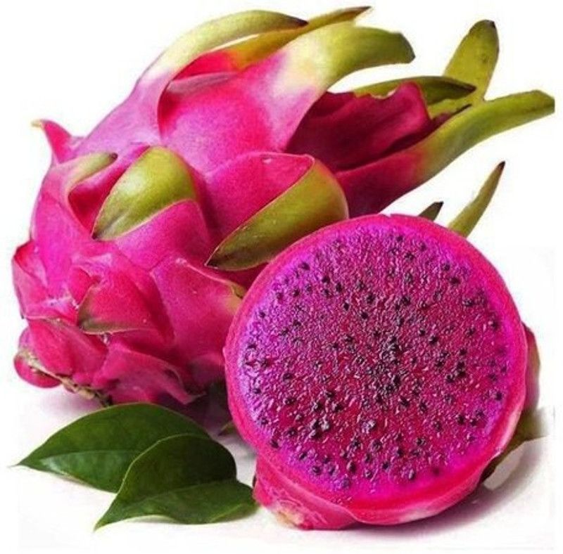 XOLDA Dragon fruit Seed  (47 per packet)