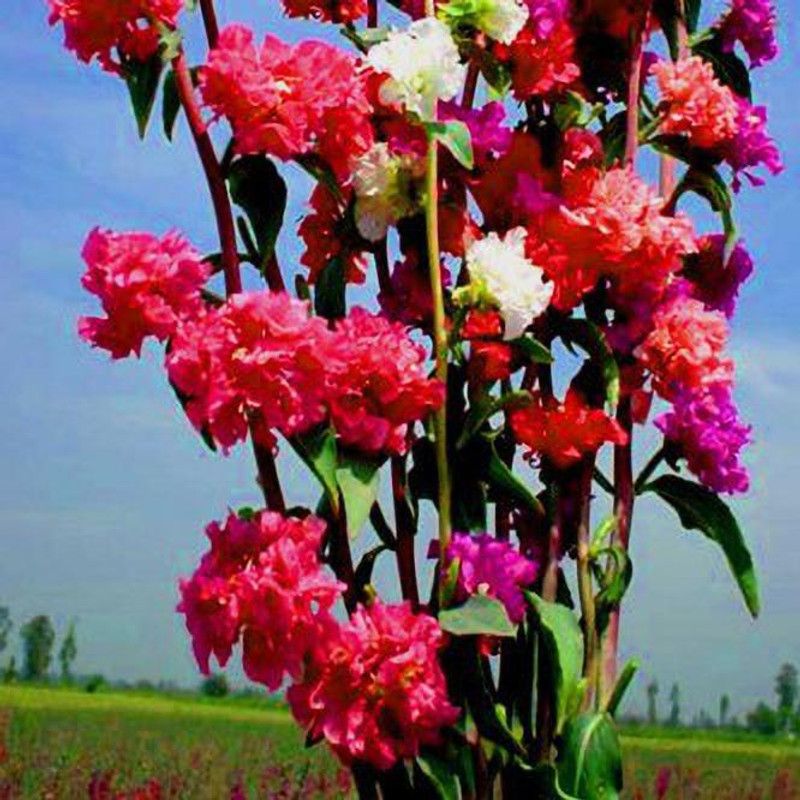 XOLDA Clarkia elegans double mix Seed  (34 per packet)