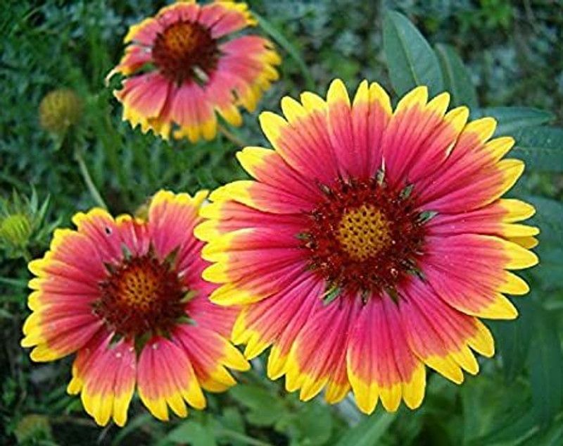Nodoc Exotic gallardia Seed  (40 per packet)