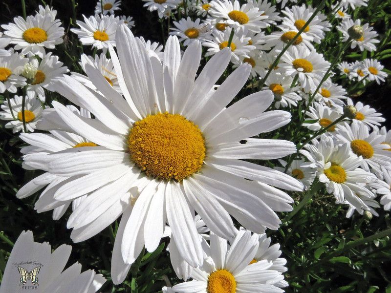 XOLDA Daisy White Flower Seed  (25 per packet)