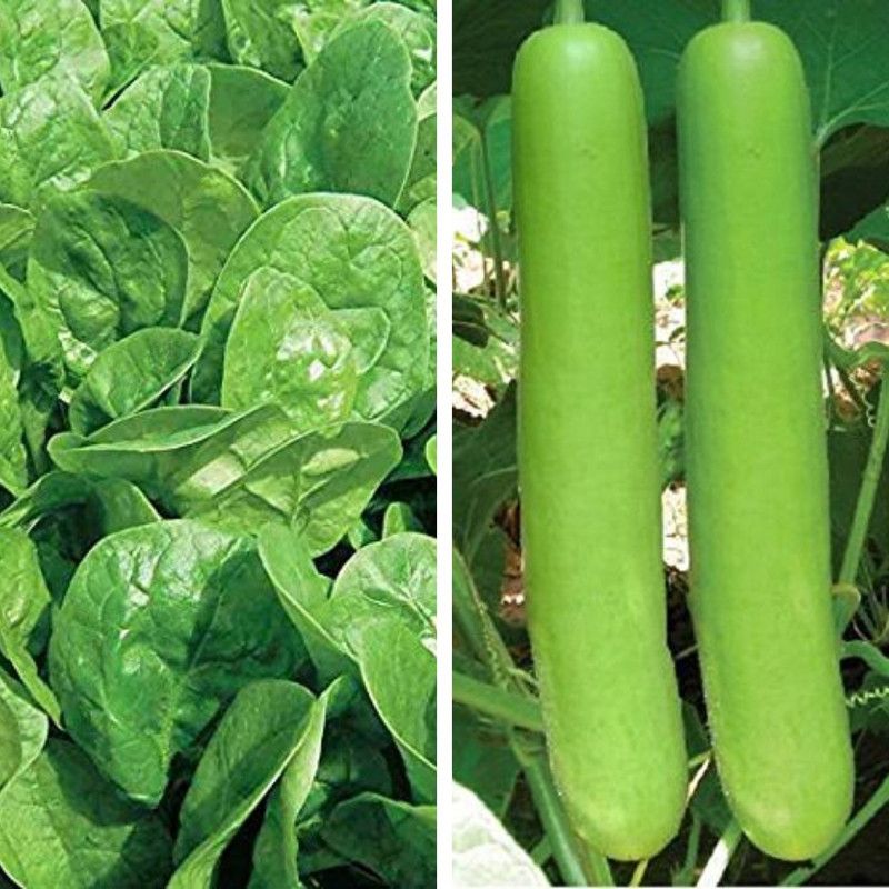 Srida Hybrid Combo Palak Spinach Seeds & Dhaniya Kothmir Coriander Seeds(1 Packet Each) for Kitchen Terrace Gardening, Hybrid Vegetable seeds Seed  (50 per packet)