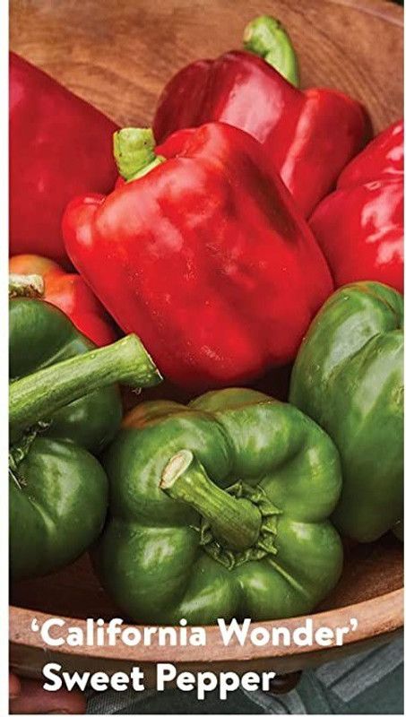 CYBEXIS VXI-19 - Hybrid Bell peppers - (1350 Seeds) Seed  (1350 per packet)