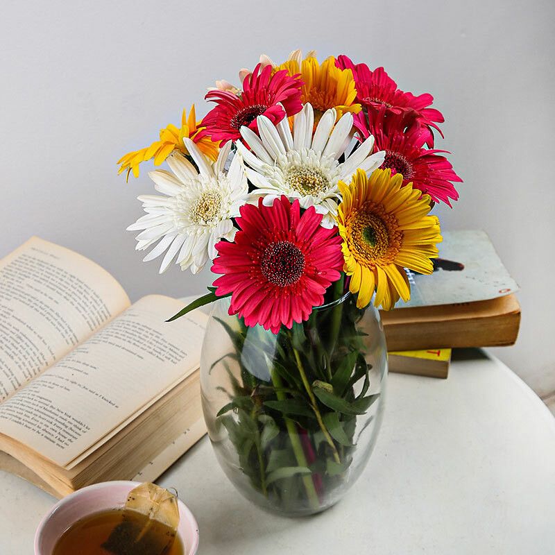 Mozette Exotic gerbera Seed  (27 per packet)