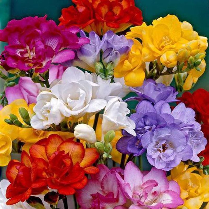 Udanta Freesia Flower Bulbs | Winter Season Flower For Home Gardening | Pack of 5 Flower Bulbs Seed  (5 per packet)