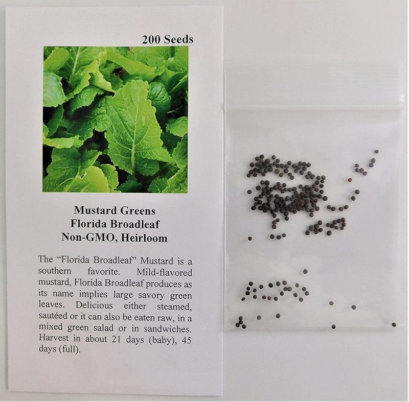 CYBEXIS XLR-23 - Mustard Greens Florida Broadleaf - (2250 Seeds) Seed  (2250 per packet)