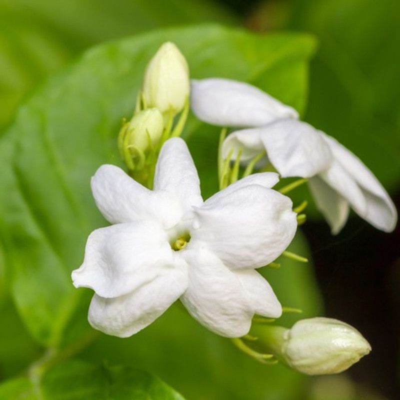 Shiv-Shakti Group Jasmine Plant  (Pack of 1)