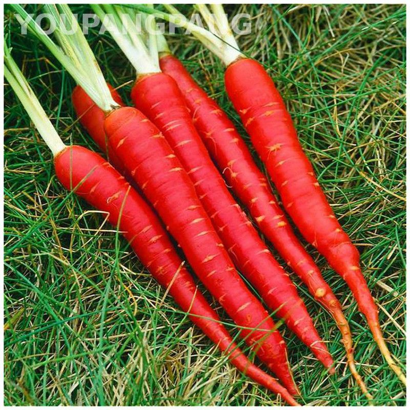 Nodoc Red carrot Seed  (20 per packet)