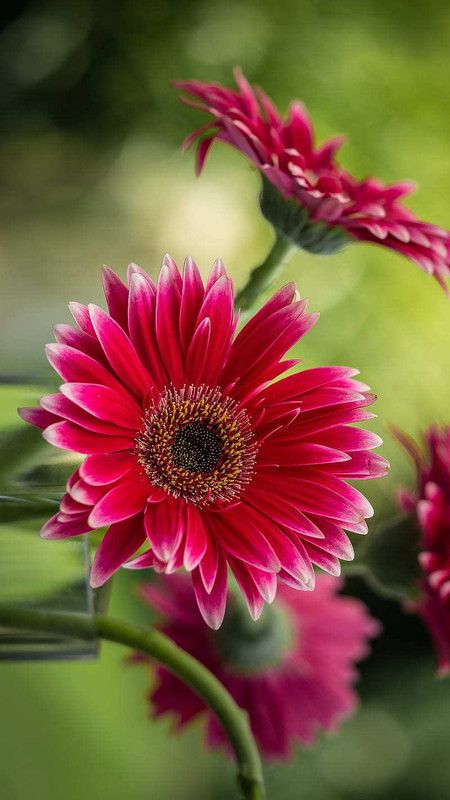 Mozette Daisy red flower Seed  (25 per packet)