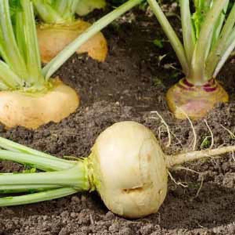 XOLDA Turnip white Vegetable Seed  (15 per packet)