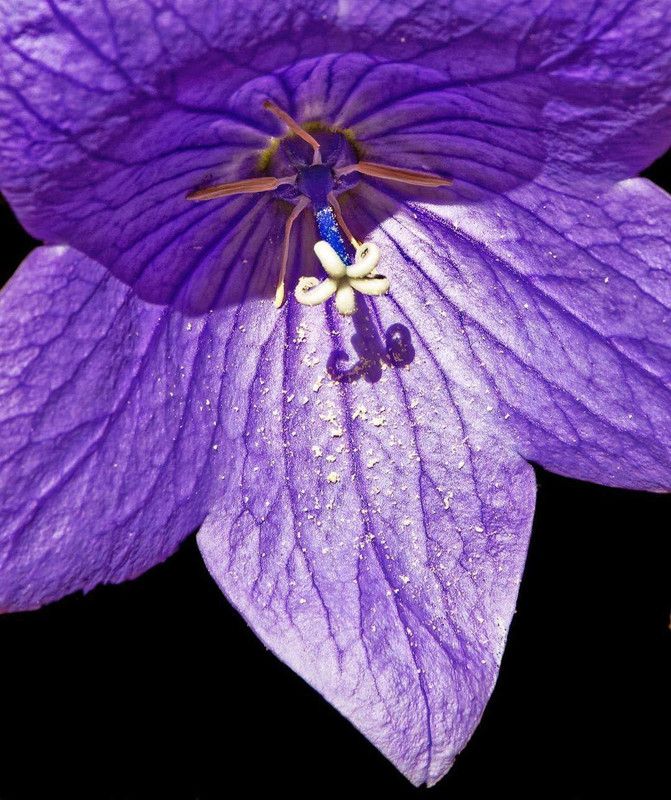 KANAYA Morning Glory Mixed Seed  (25 per packet)