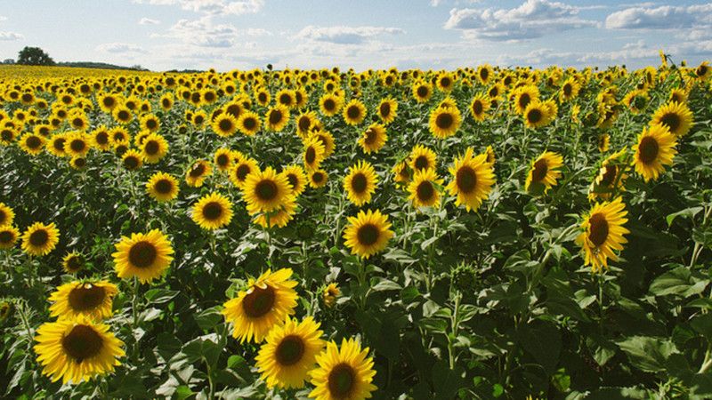 Fresh Sunflower Seed  (225 per packet)