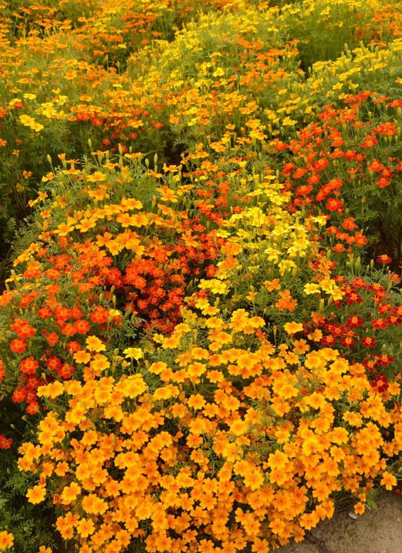 Mozette Exotic mix marigold Seed  (19 per packet)