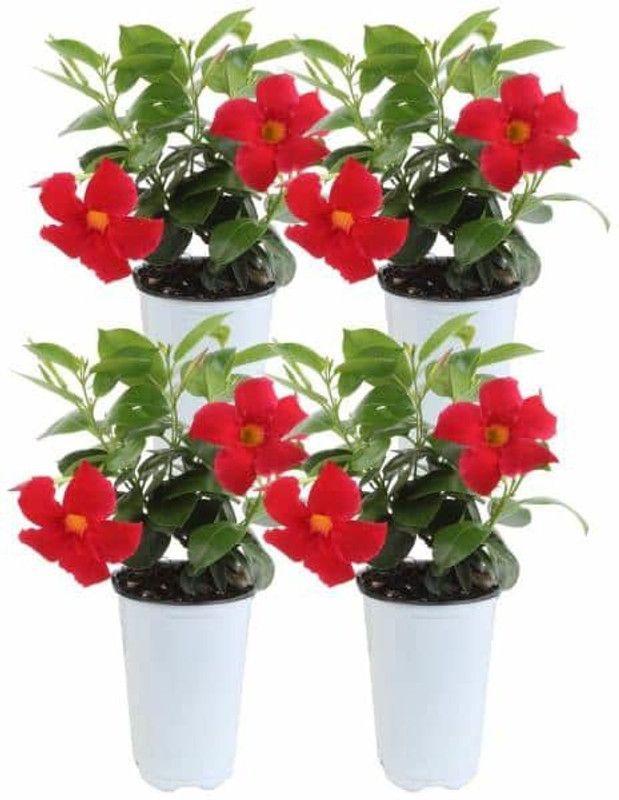 Cloud Farm Mandevilla Plant  (Hybrid, Pack of 4)