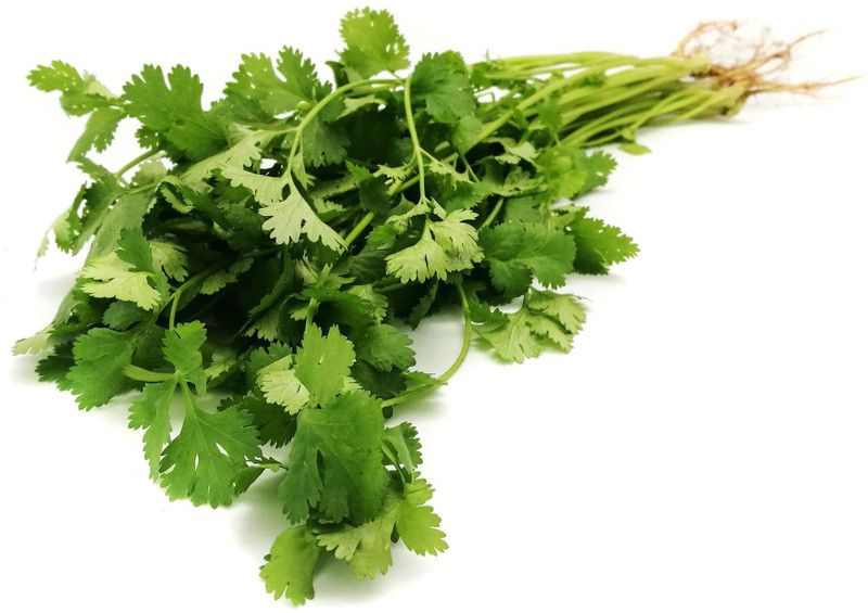 ZIXA Coriander- Eureka Slow Bolt Seed  (250 per packet)
