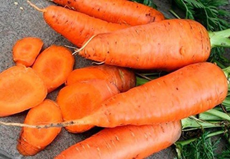 VibeX ® VLR-155 Carrot Chantenay Royal Red Seed  (500 per packet)