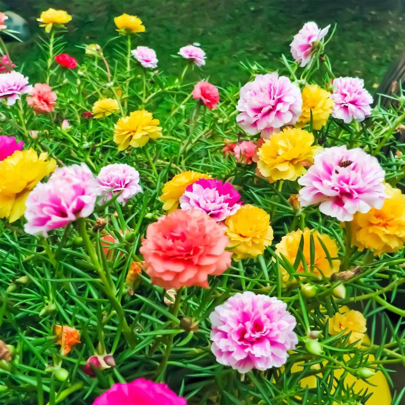 Nodoc portulaca flower Seed  (17 per packet)