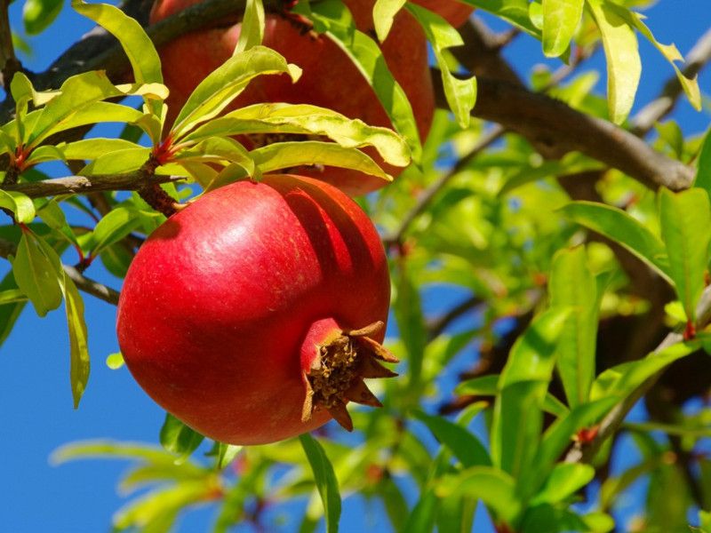 Nodoc Pomegranate Anaar Seed  (16 per packet)