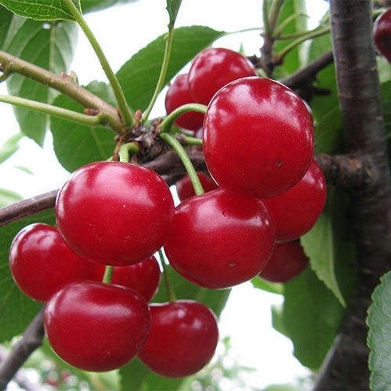 PlantsKingdom Cherry Fruit Plant  (Hybrid, Pack of 1)