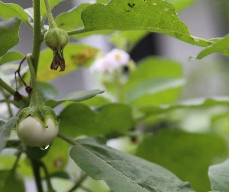 UGRA White Thai Eggplant/Brinjal Seed  (2000 per packet)