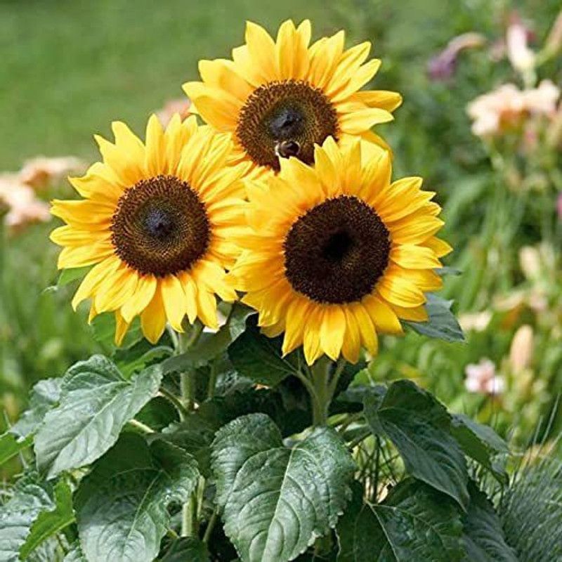 KANAYA Hybrid Sunflower Flower Seed  (13 per packet)