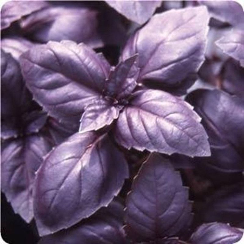 Mozette Basil purple herbs Seed  (48 per packet)