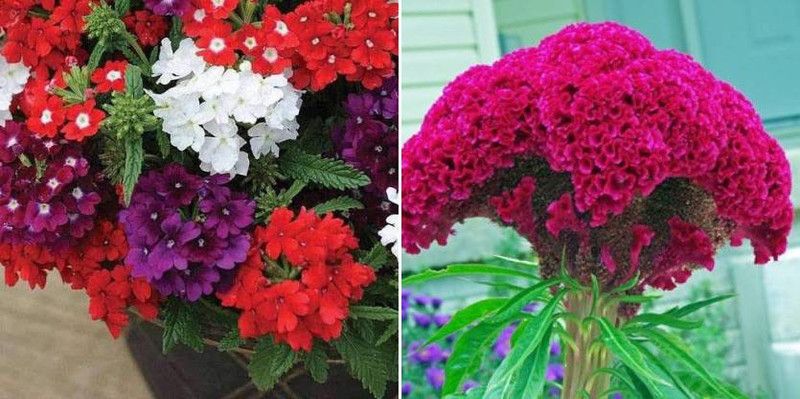 xcentax verbena, Cockscomb Seed  (20 per packet)
