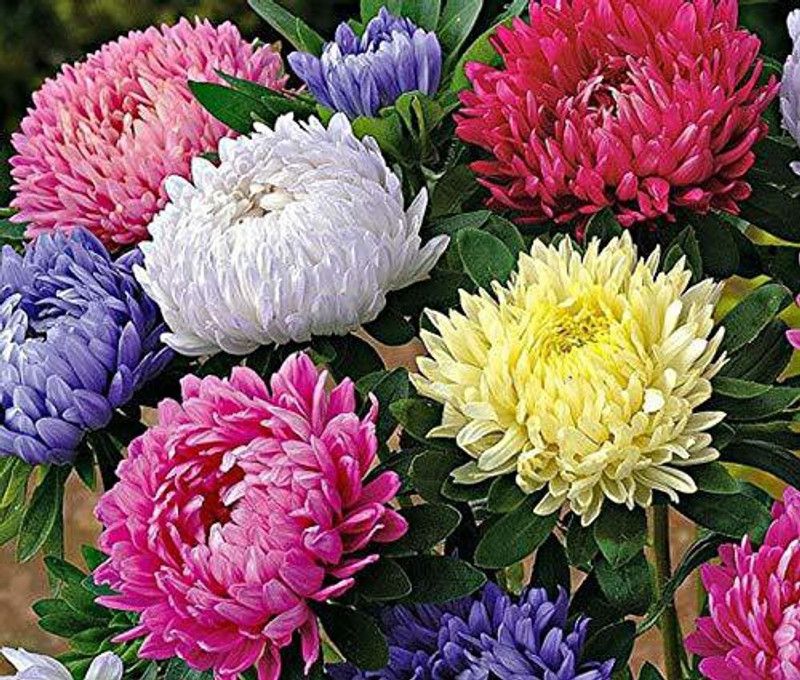 CYBEXIS Hybrid Double Mixed Flower Aster Seed Seed  (1 g)