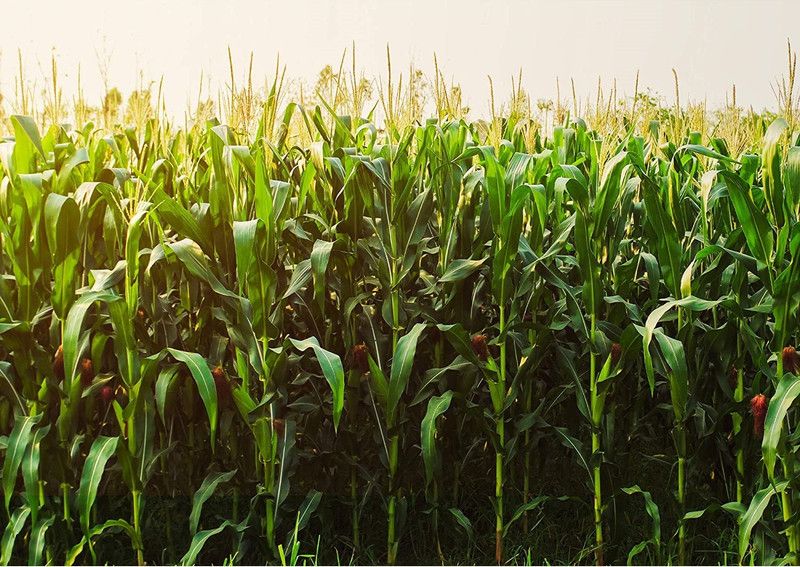 WILLVINE NBIR-88 Golden Bantam Sweet Corn Seed-1000 Seed  (1000 per packet)