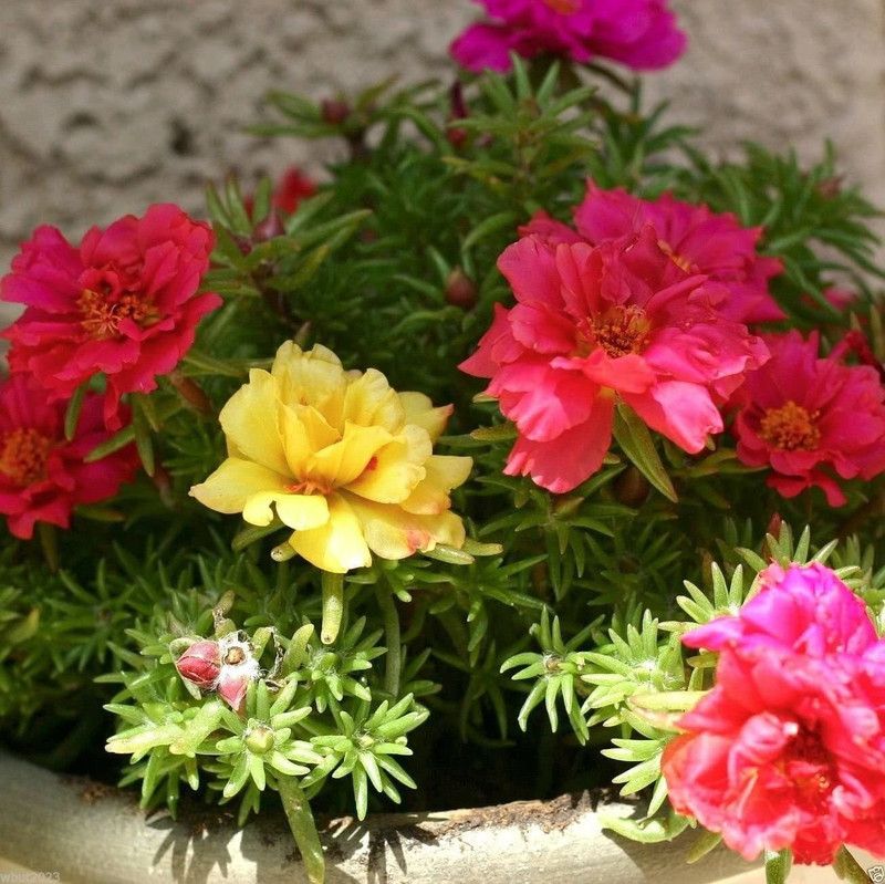 CYBEXIS Portulaca Moss Rose red Seeds Seed  (1 g)