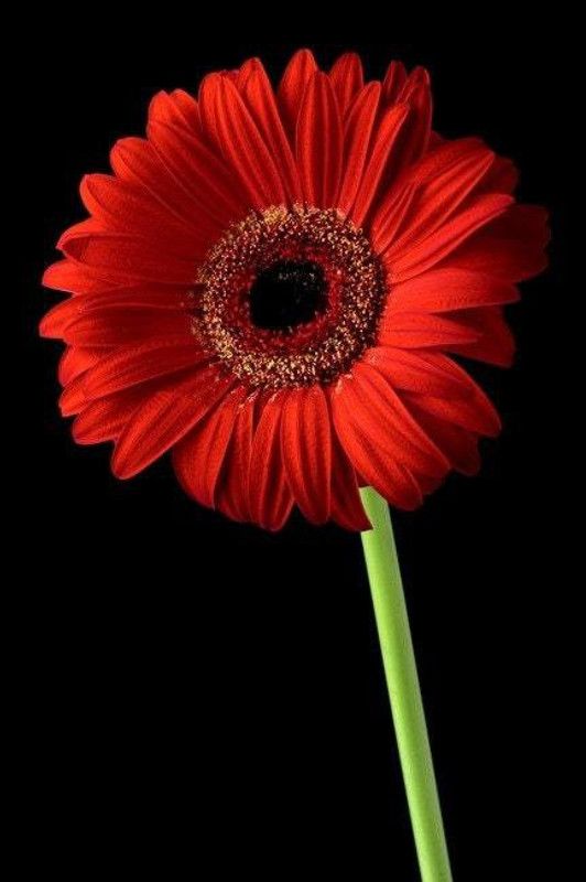 XOLDA Daisy red Seed  (90 per packet)