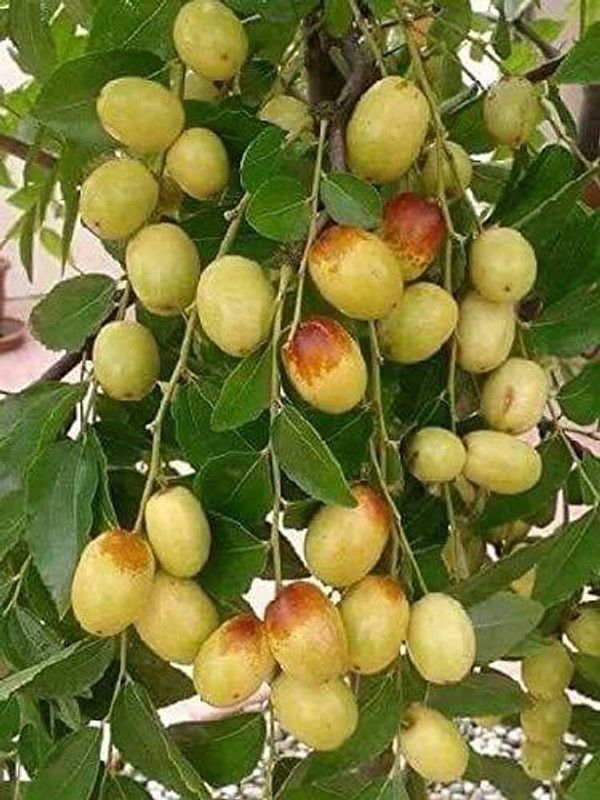 DAIVISH Ber Apple Plant  (Pack of 1)