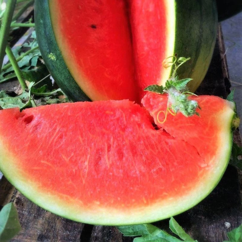 DIOART WATERMELON SEEDS-WR-50 Seed  (50 per packet)