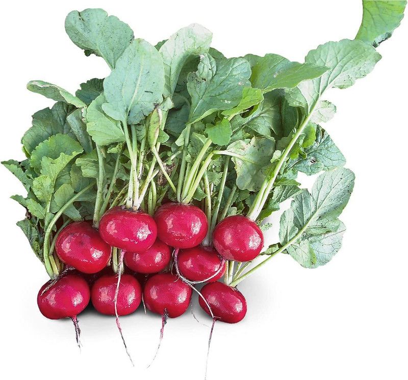WILLVINE XLR-791 Radish Red Jewel F1 Seeds Seed  (500 per packet)