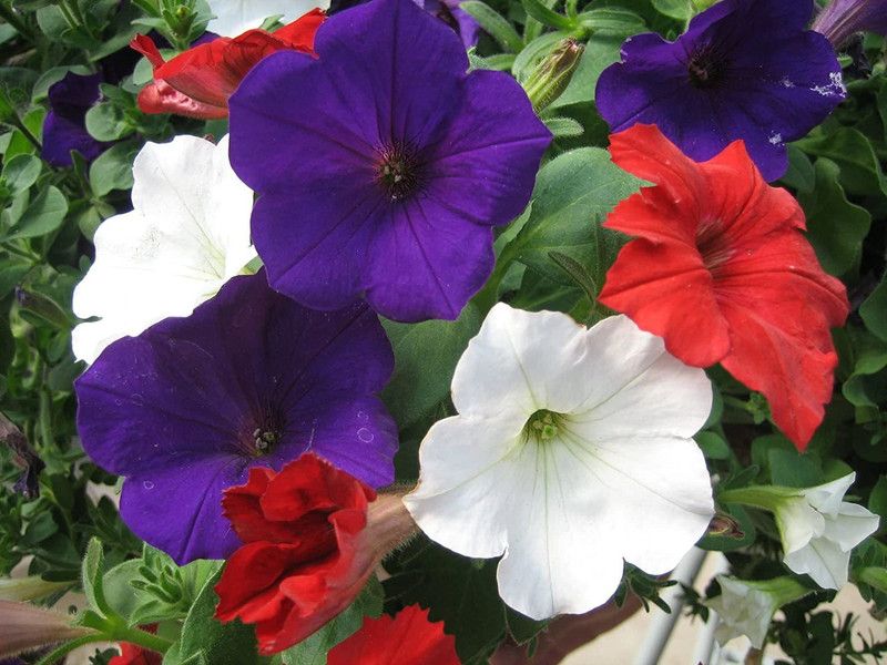 CYBEXIS Petunia Unicum Rainbow Cascade Seeds Seed  (50 per packet)