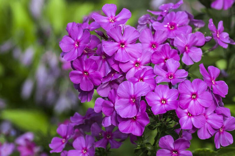 XOLDA Exotic Phlox flower Seed  (32 per packet)