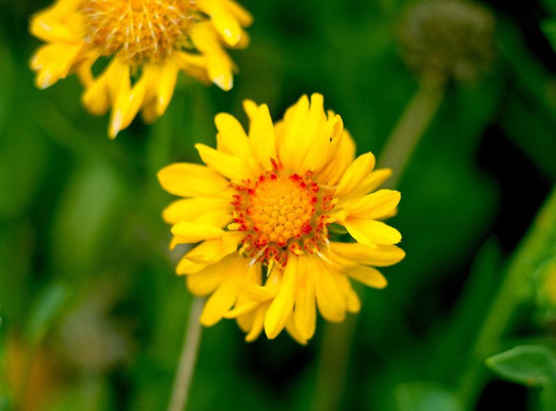 WATIKA Amber Wheels' Blanket Flower Seed  (90 per packet)
