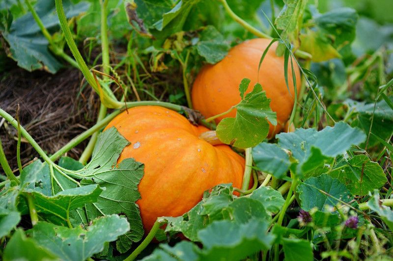 XOLDA Pumpkin Kaddoo Seed  (26 per packet)