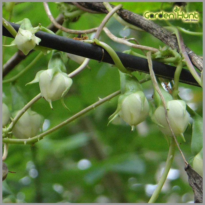 GARDENHUNT Clove Nithya Vazhuthana Seed  (10 per packet)