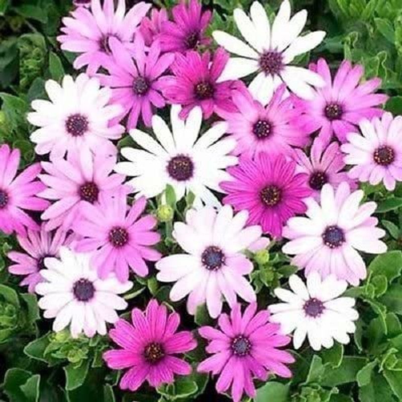 CYBEXIS Daisy Seeds Osteospermum Ecklonis Mix Seeds (Perennial Seeds) Seed  (50 per packet)