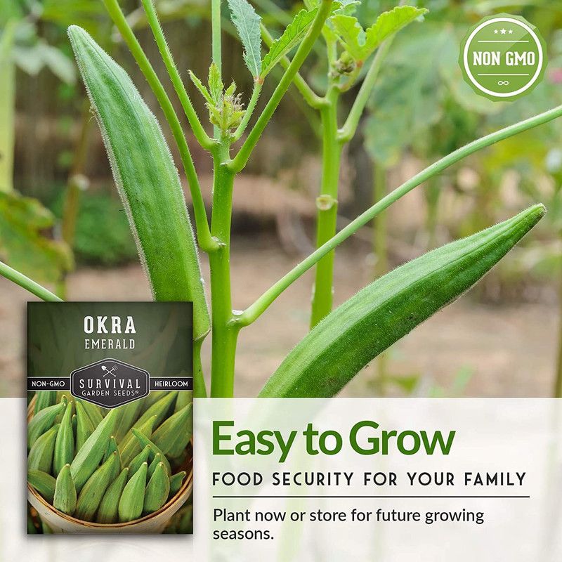 MKR Enterprises Lady Finger Seed  (790 per packet)