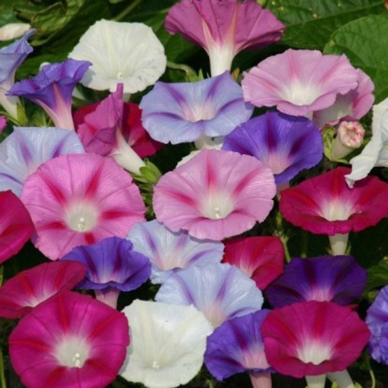 GROOT Ipomoea purpurea IPOMEA MORNING GLORY MIXED FLOWER SEED FOR EATABLE WITH ORGANIC Seed  (100 per packet)