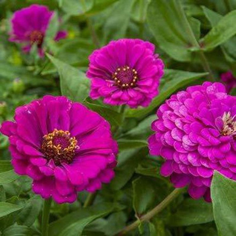 CYBEXIS Zinnia Purple Double F1 Hybrid Germination Flower Seeds Seed  (25 per packet)